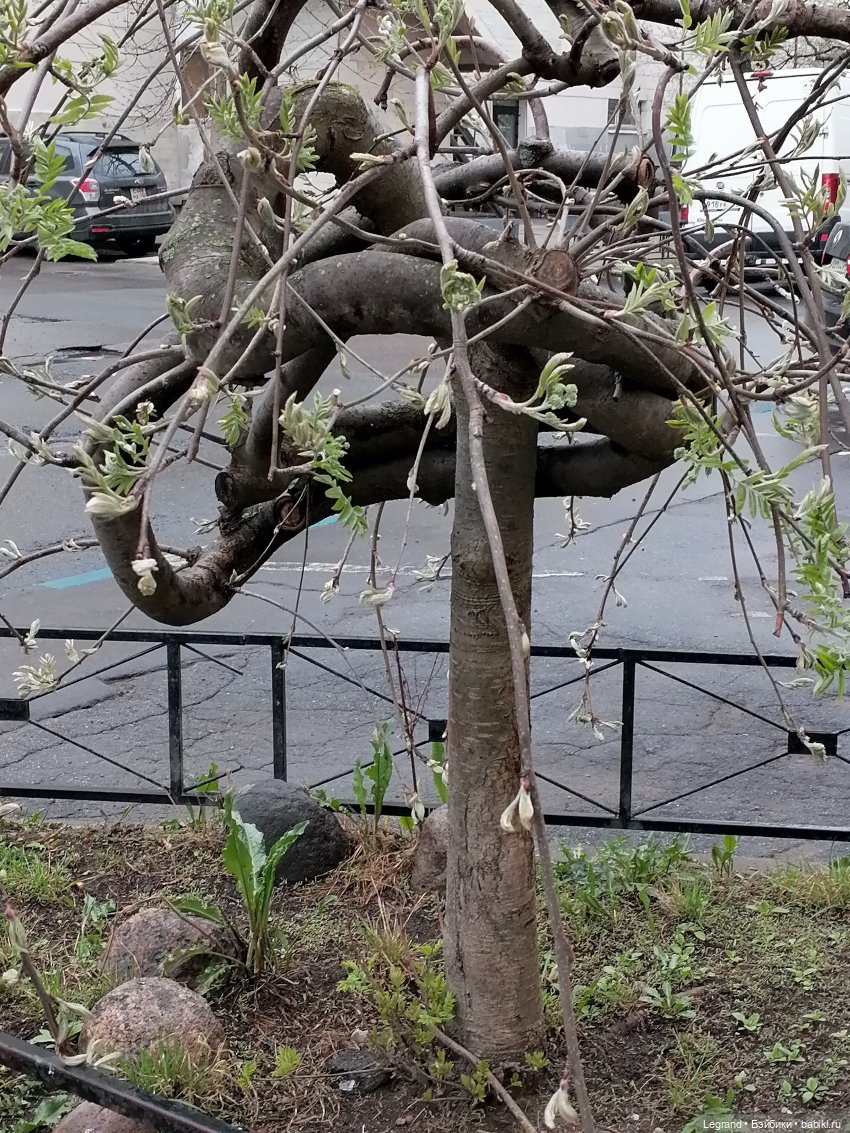 Санкт-Петербург. Пышное цветение сакуры