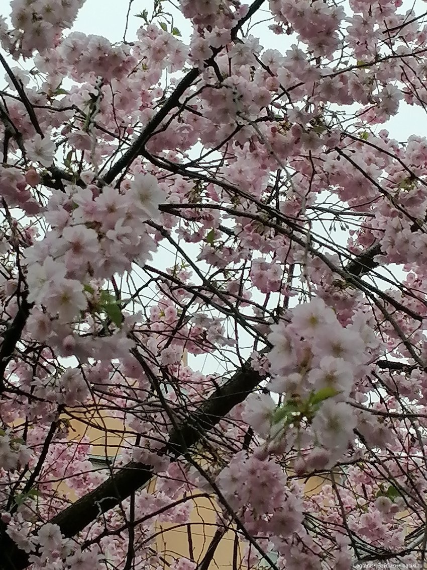 Санкт-Петербург. Пышное цветение сакуры