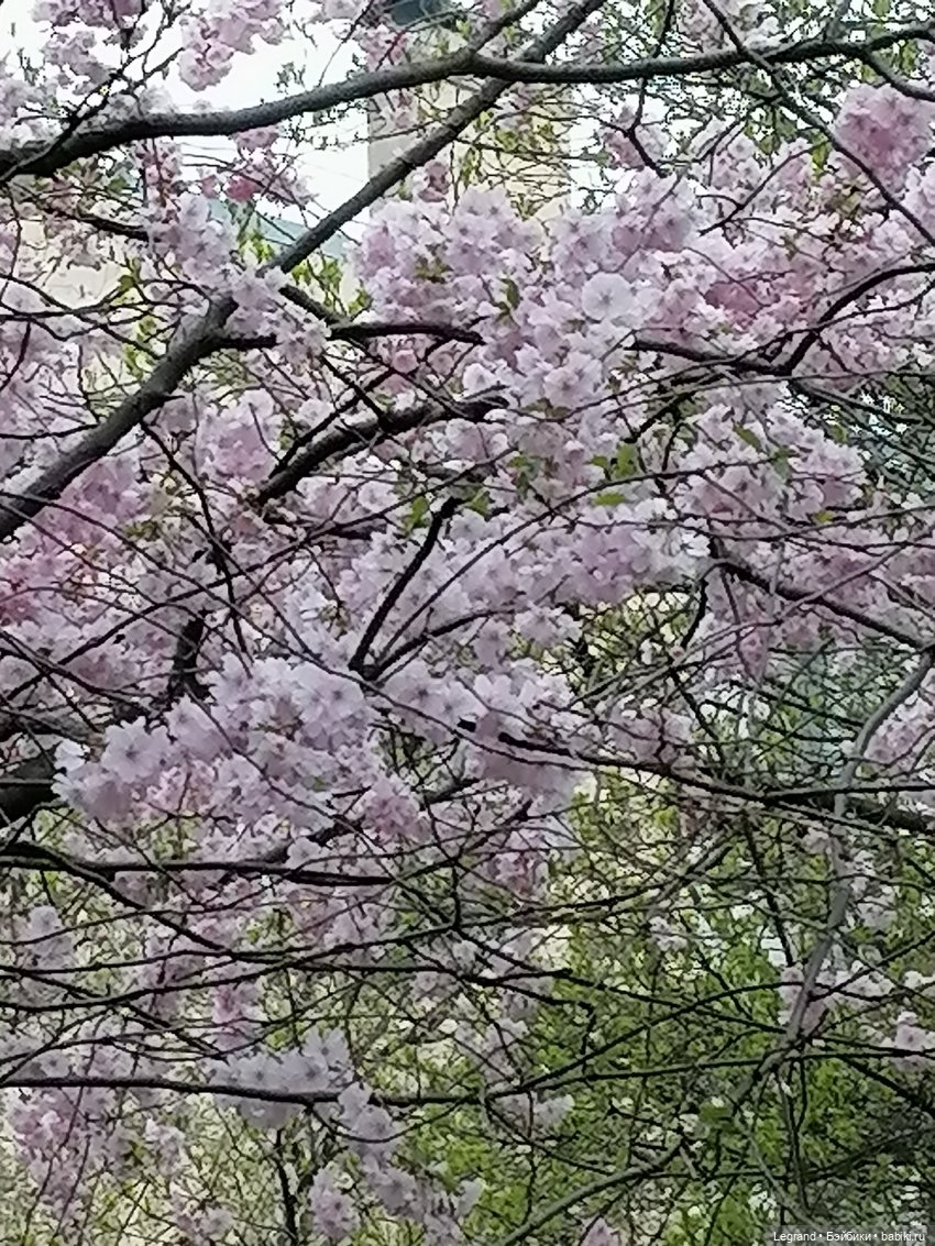Санкт-Петербург. Пышное цветение сакуры