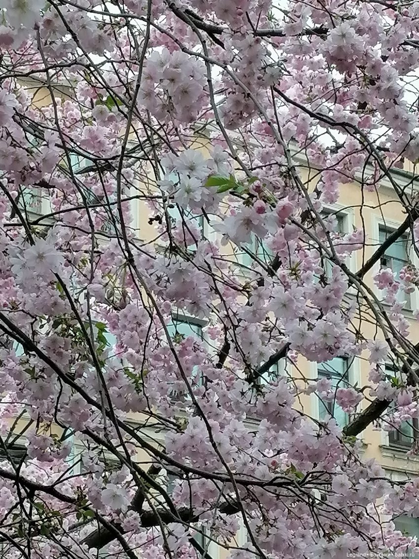 Санкт-Петербург. Пышное цветение сакуры