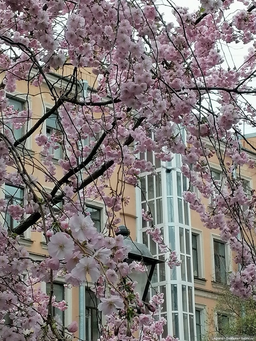 Санкт-Петербург. Пышное цветение сакуры