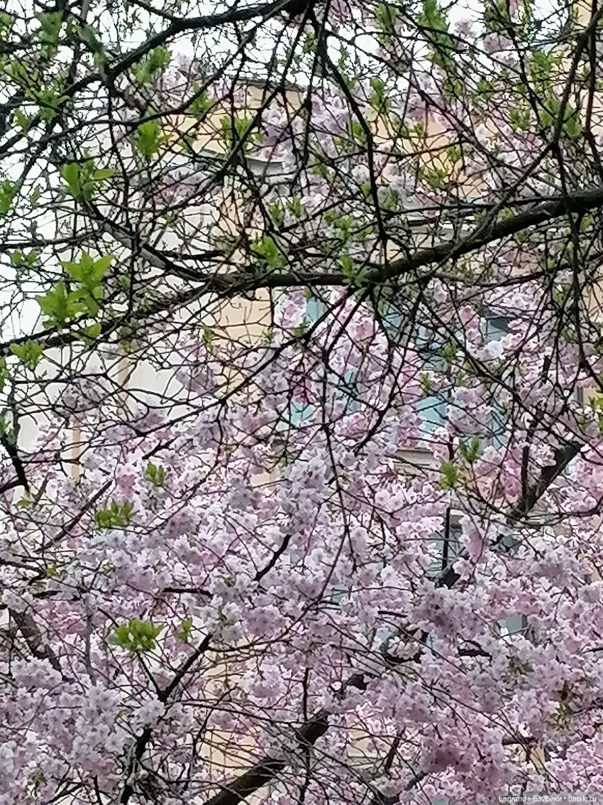 Санкт-Петербург. Пышное цветение сакуры