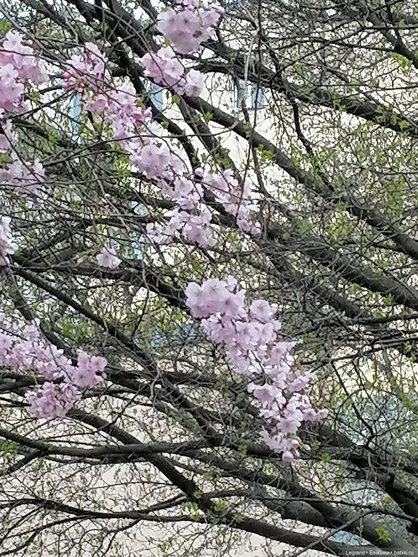 Санкт-Петербург. Пышное цветение сакуры