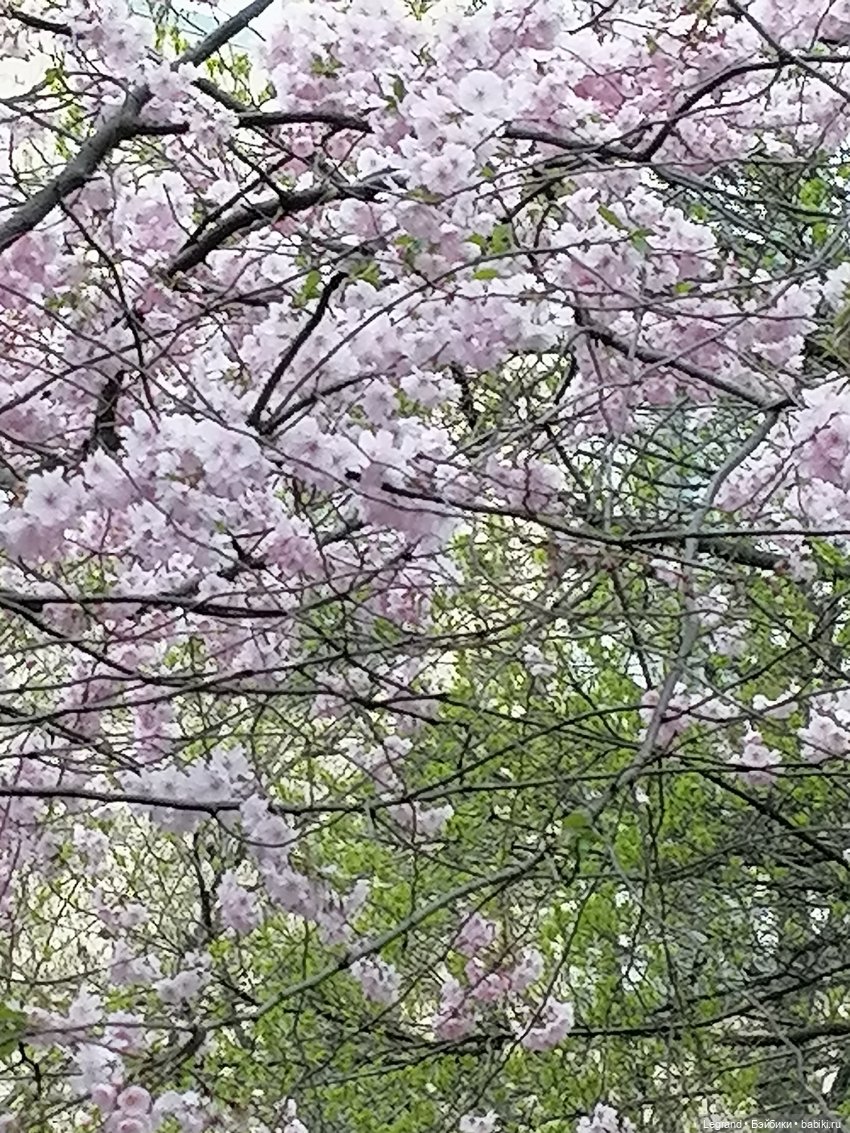 Санкт-Петербург. Пышное цветение сакуры
