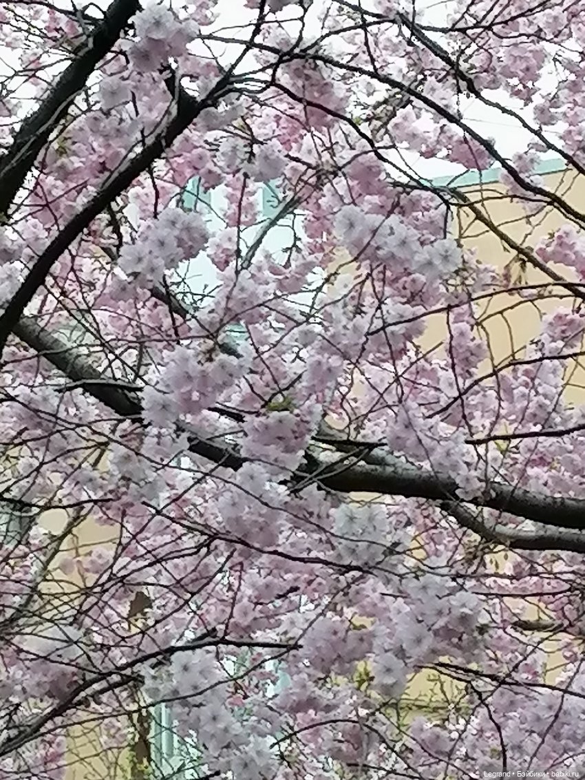 Санкт-Петербург. Пышное цветение сакуры