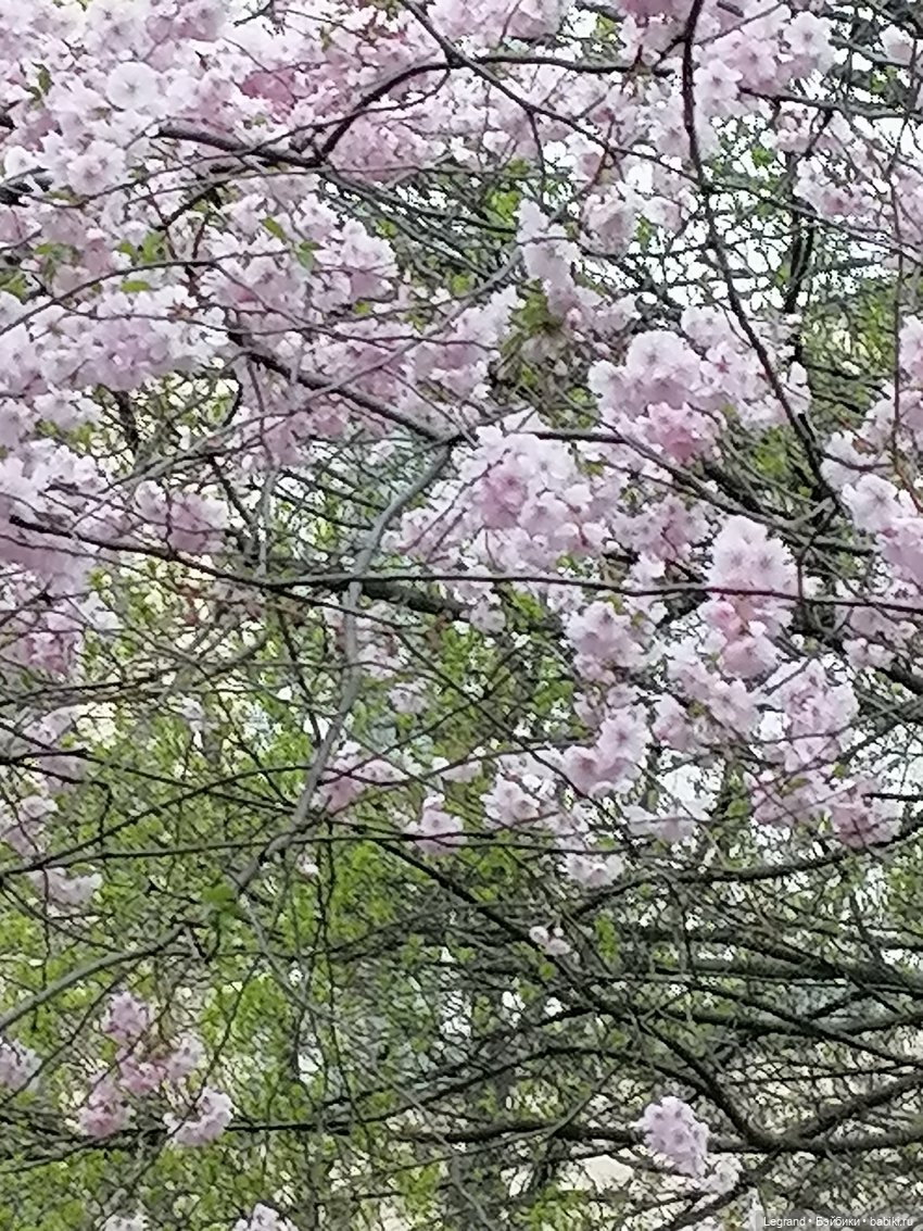Санкт-Петербург. Пышное цветение сакуры