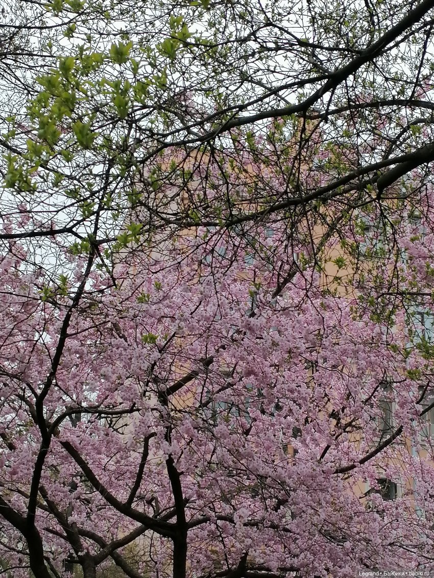 Санкт-Петербург. Пышное цветение сакуры