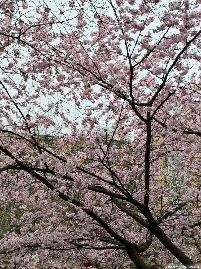 Санкт-Петербург. Пышное цветение сакуры
