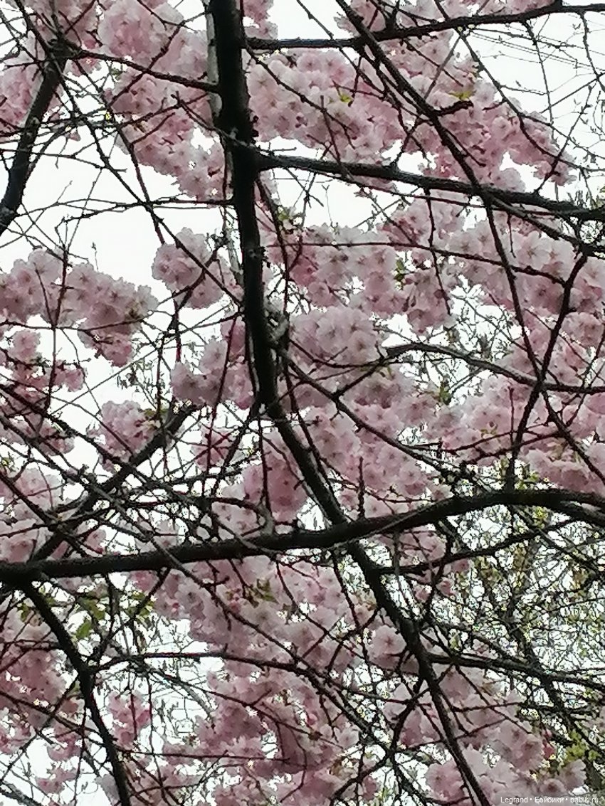 Санкт-Петербург. Пышное цветение сакуры