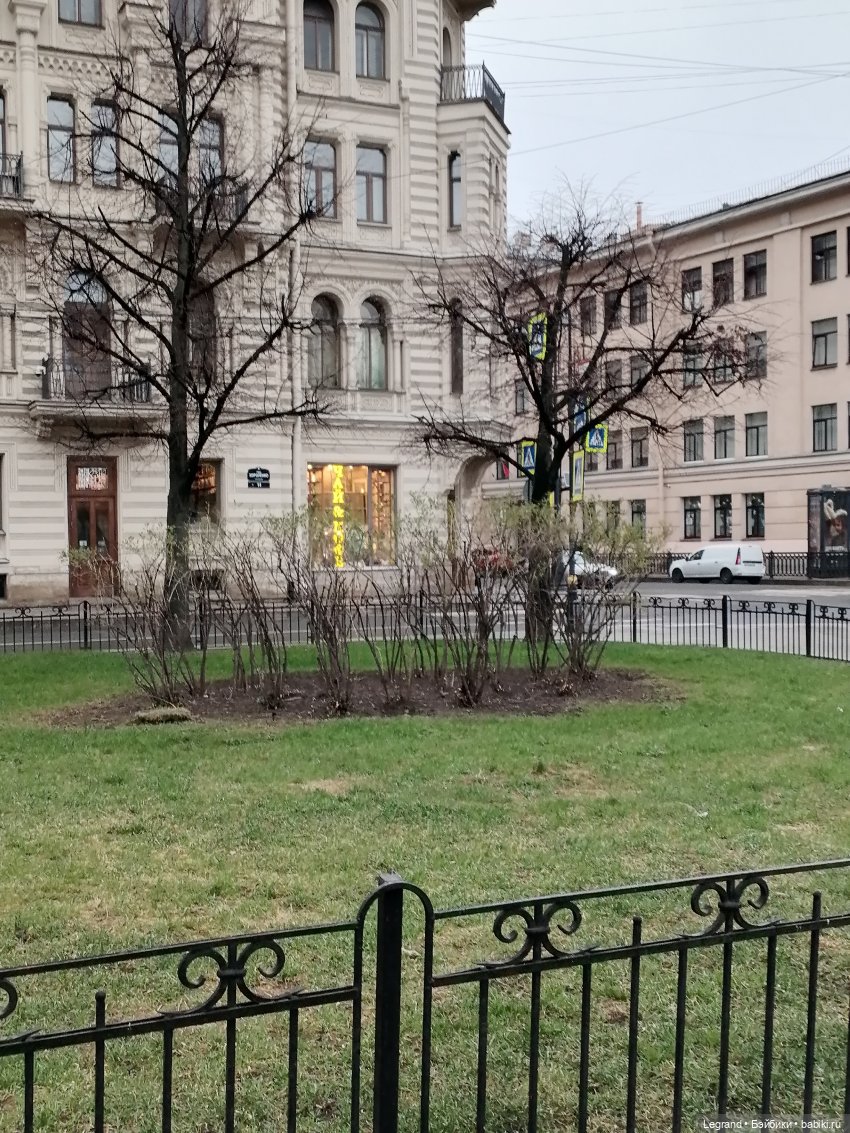 Санкт-Петербург. Пышное цветение сакуры