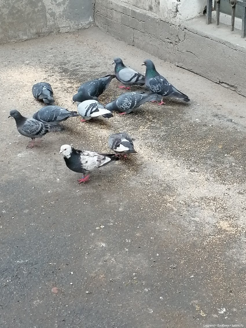 Санкт-Петербург. Пышное цветение сакуры (фото 3)