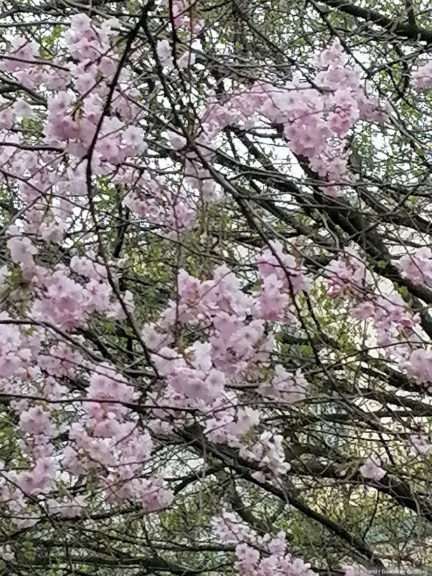 Санкт-Петербург. Пышное цветение сакуры