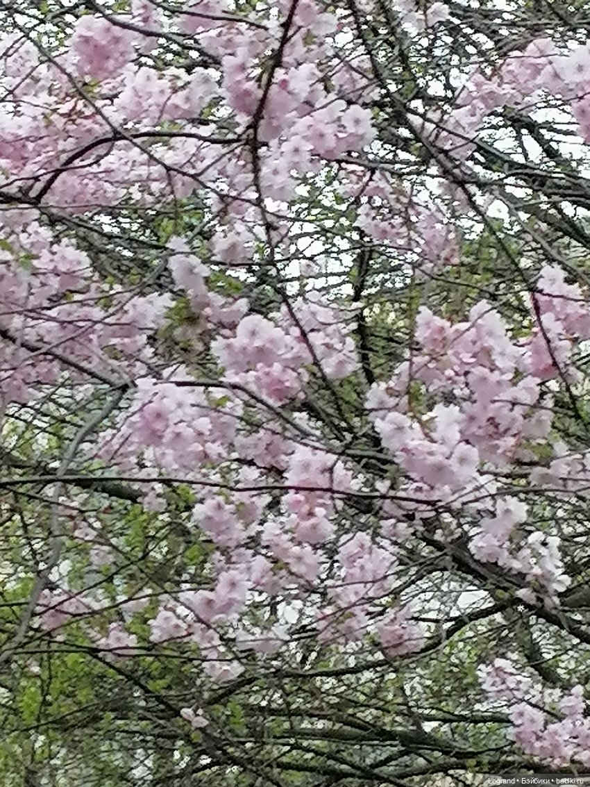 Санкт-Петербург. Пышное цветение сакуры