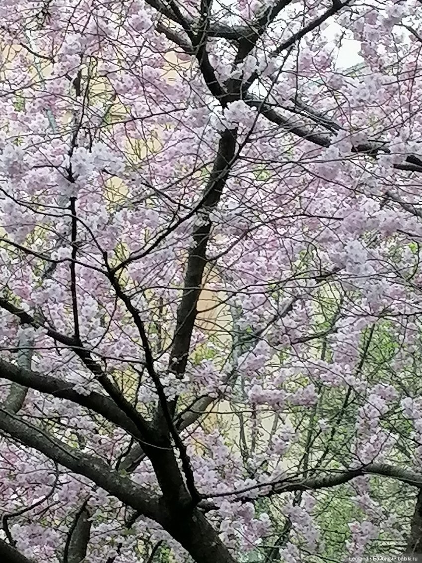 Санкт-Петербург. Пышное цветение сакуры