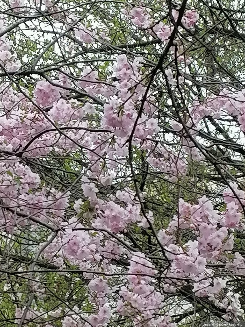 Санкт-Петербург. Пышное цветение сакуры