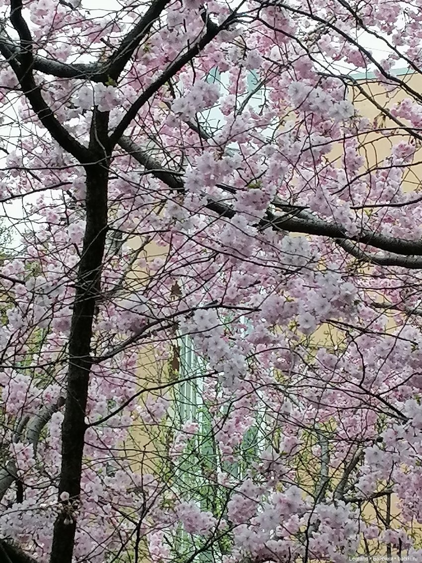 Санкт-Петербург. Пышное цветение сакуры