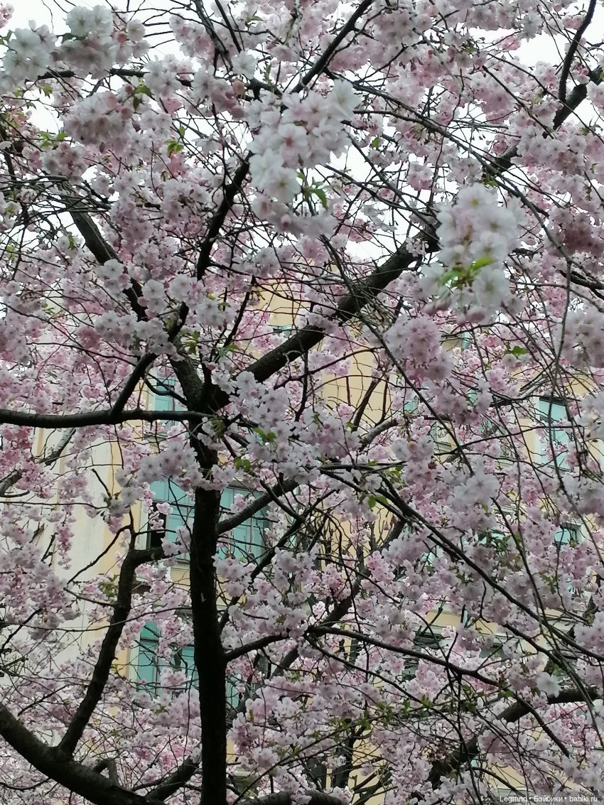 Санкт-Петербург. Пышное цветение сакуры