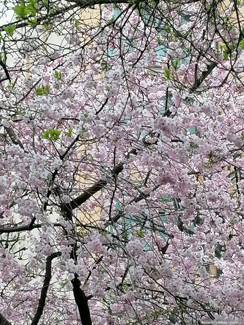 Санкт-Петербург. Пышное цветение сакуры