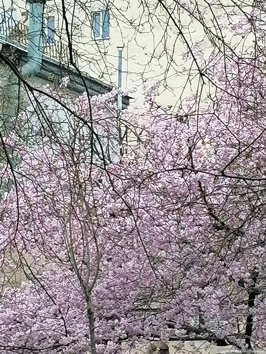 Санкт-Петербург. Пышное цветение сакуры