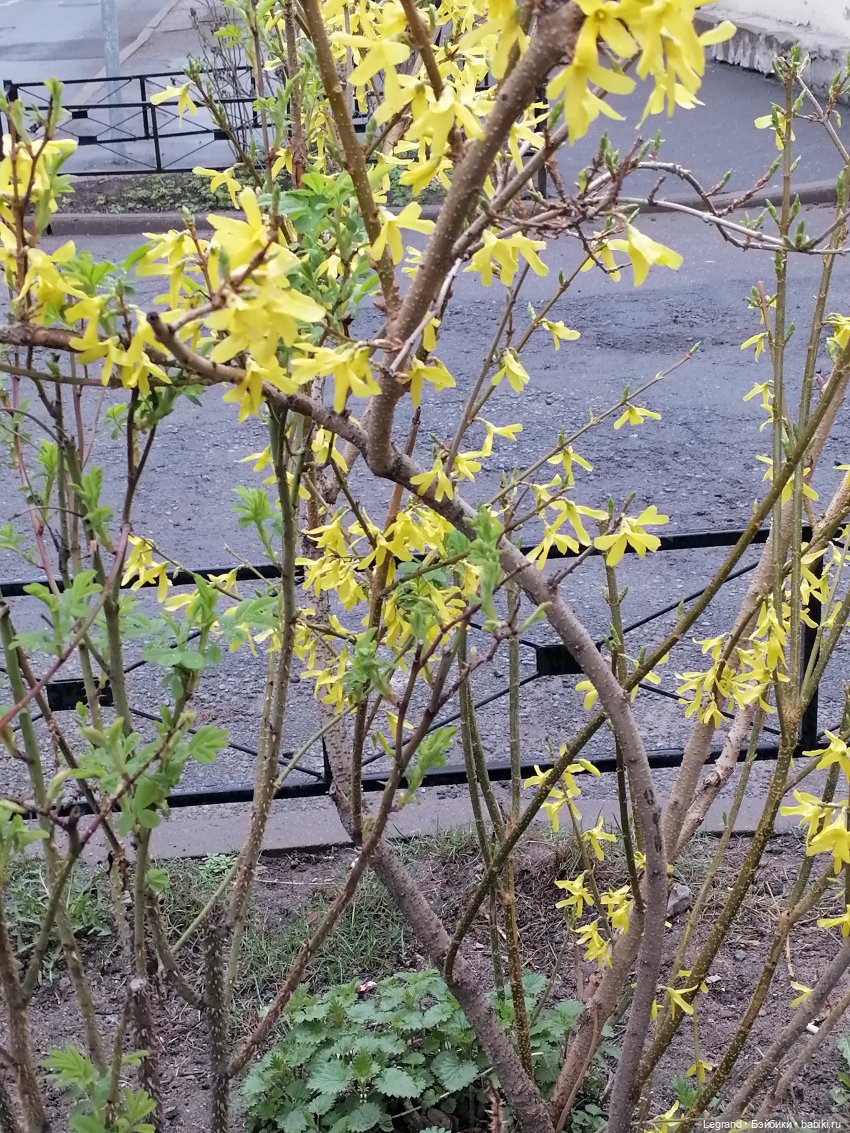 Санкт-Петербург. Пышное цветение сакуры