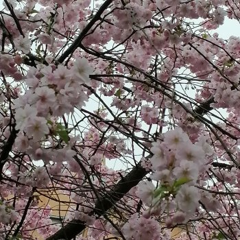 Санкт-Петербург. Пышное цветение сакуры