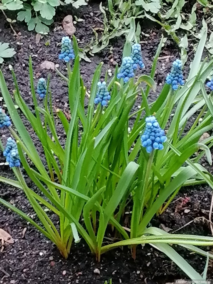 Первые весенние цветочки: Барин на прогулке (фото 2)