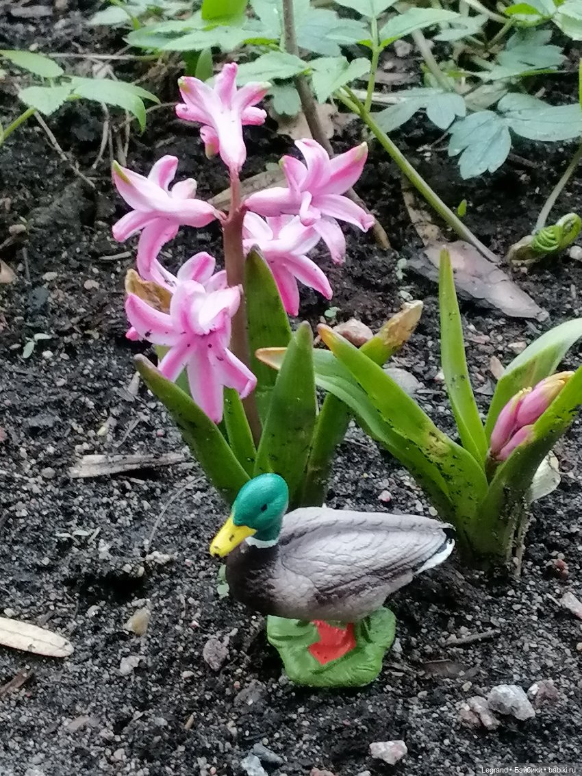 Первые весенние цветочки: Барин на прогулке (фото 9)