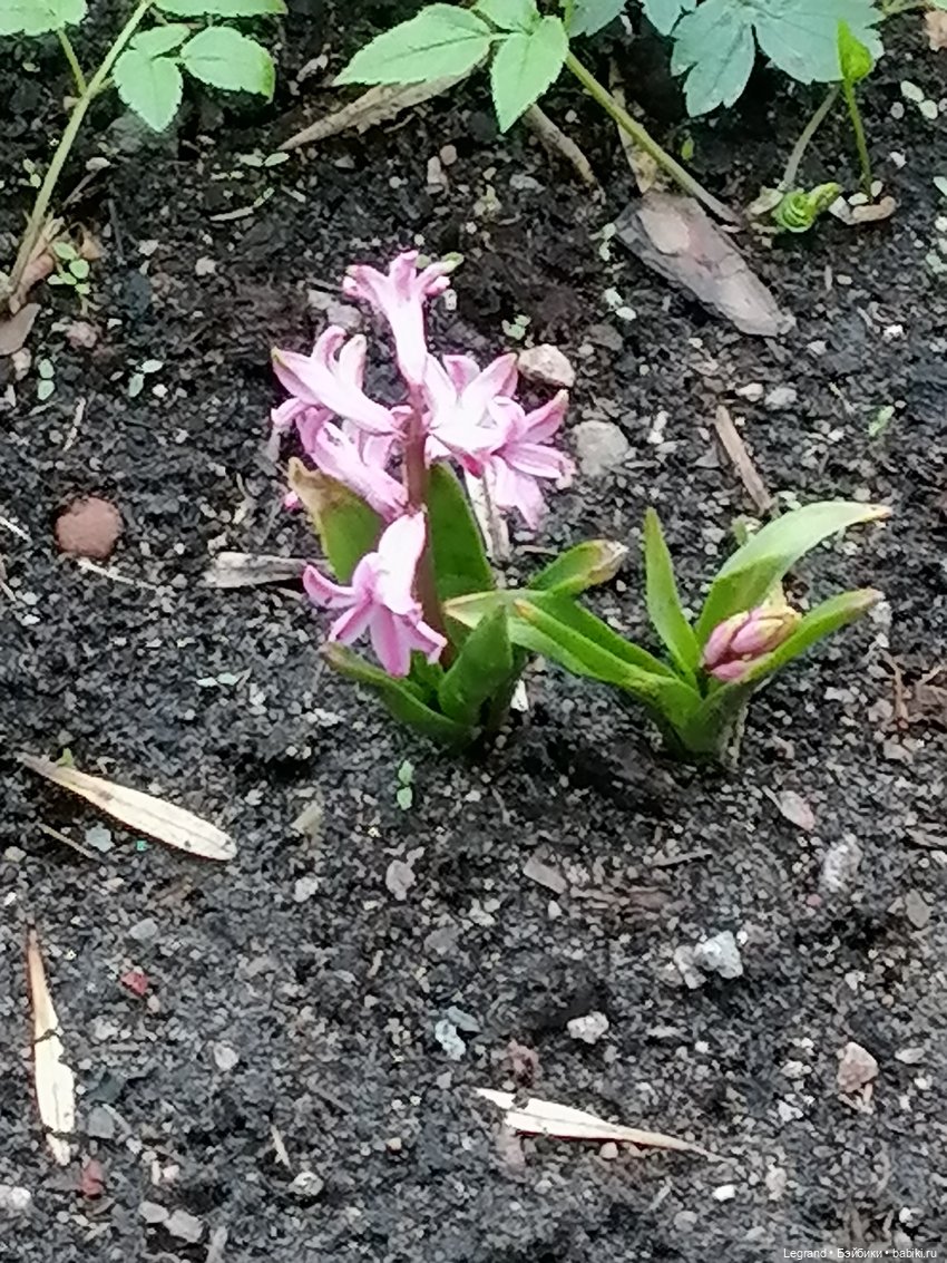 Первые весенние цветочки: Барин на прогулке