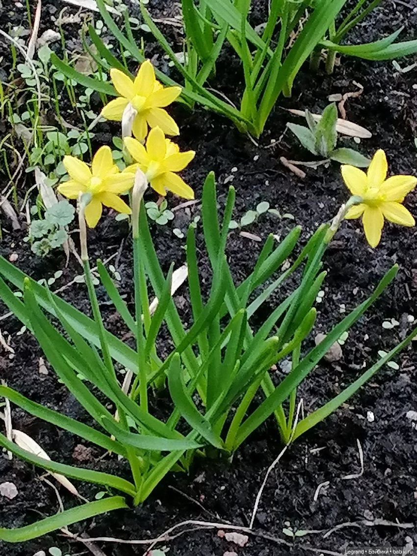 Первые весенние цветочки: Барин на прогулке (фото 3)