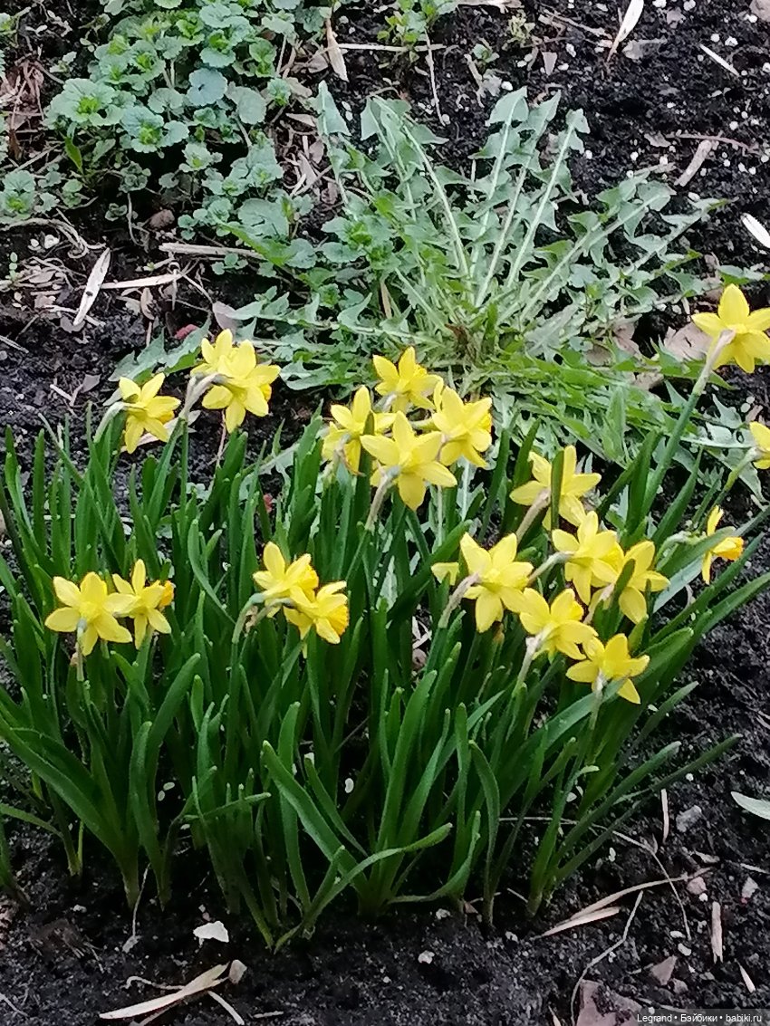 Первые весенние цветочки: Барин на прогулке (фото 4)