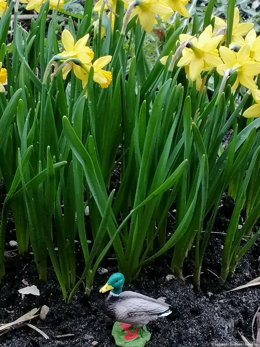 Первые весенние цветочки: Барин на прогулке (фото 8)