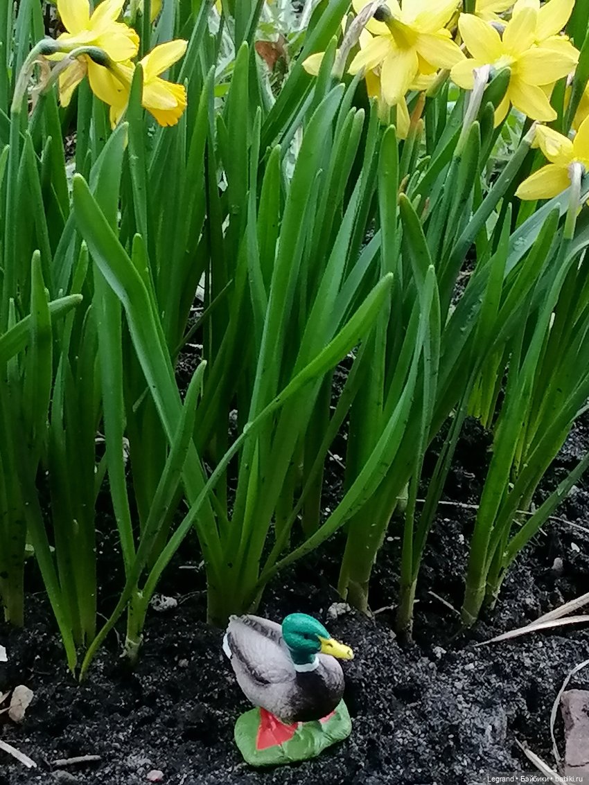 Первые весенние цветочки: Барин на прогулке (фото 7)