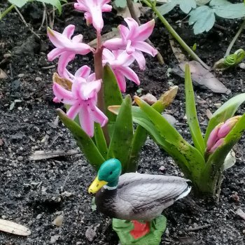 Первые весенние цветочки: Барин на прогулке