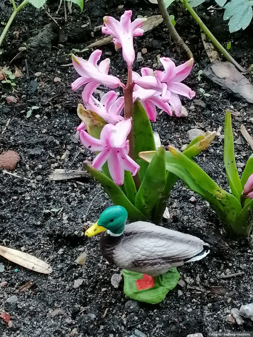 Первые весенние цветочки: Барин на прогулке (фото 10)