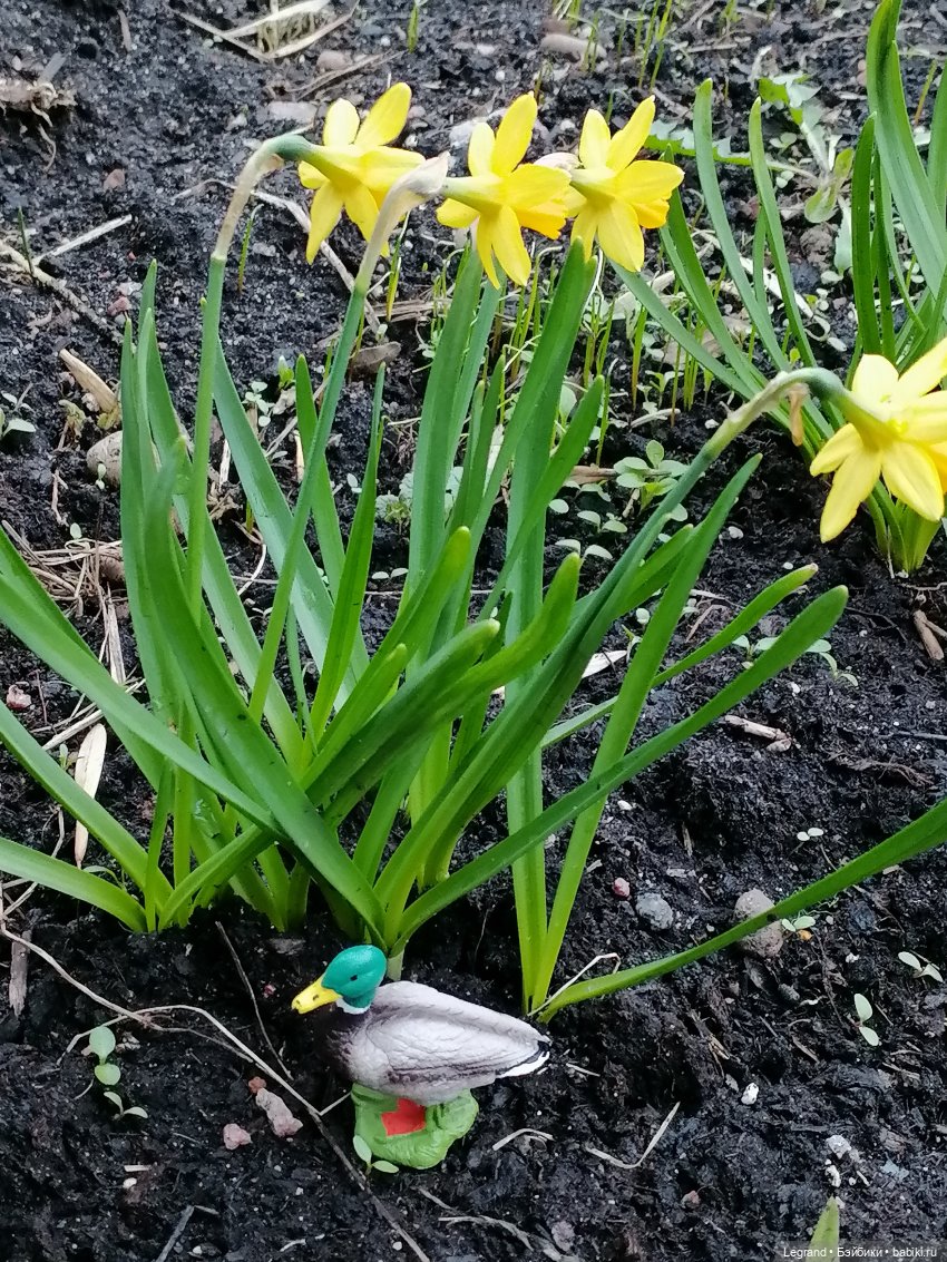 Первые весенние цветочки: Барин на прогулке