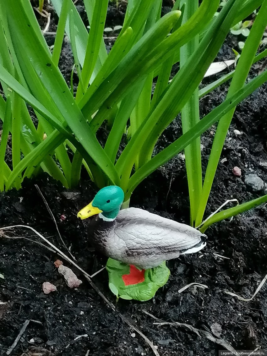 Первые весенние цветочки: Барин на прогулке