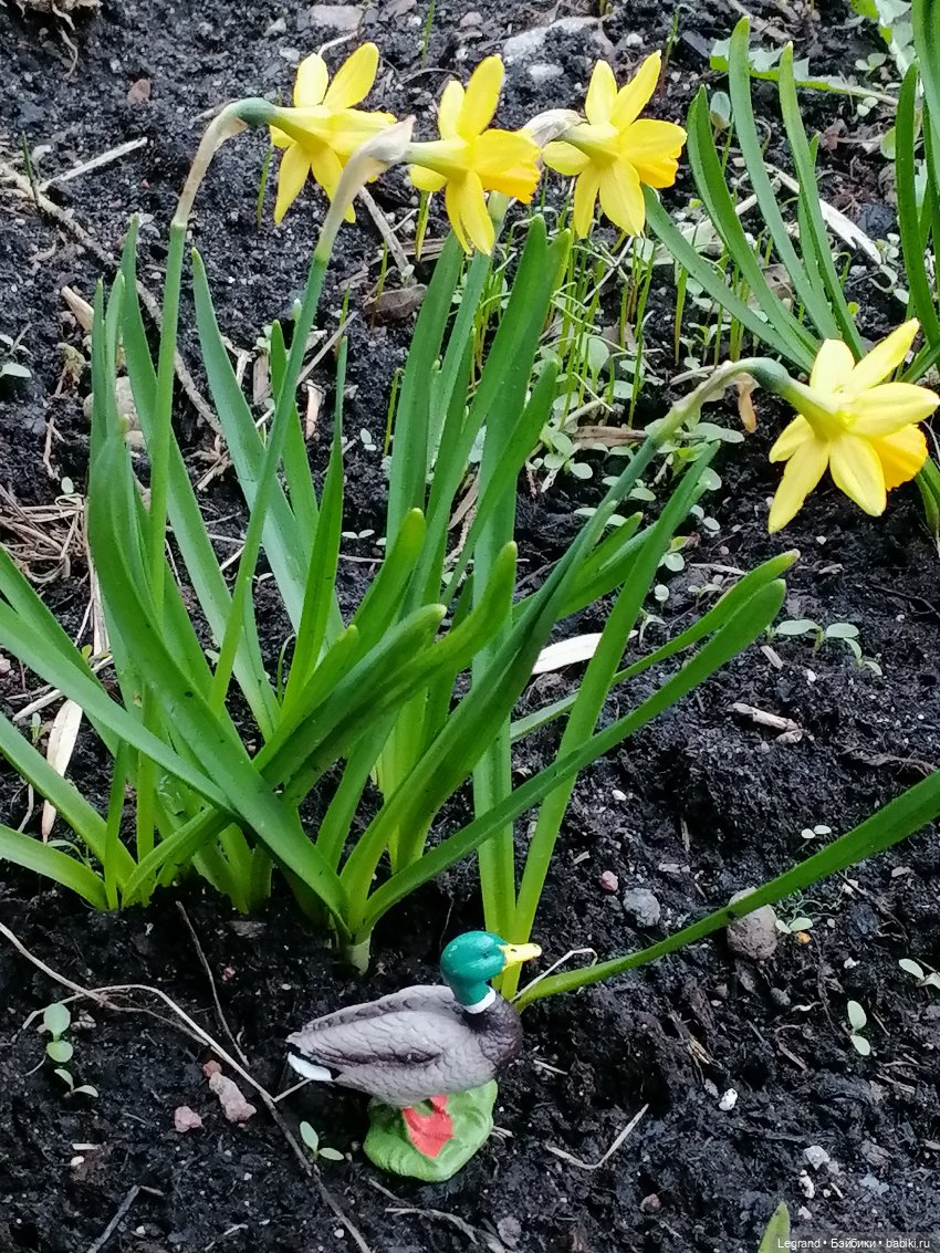 Первые весенние цветочки: Барин на прогулке