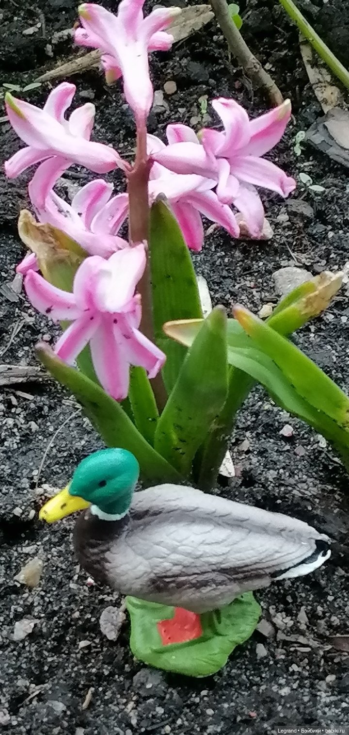 Первые весенние цветочки: Барин на прогулке