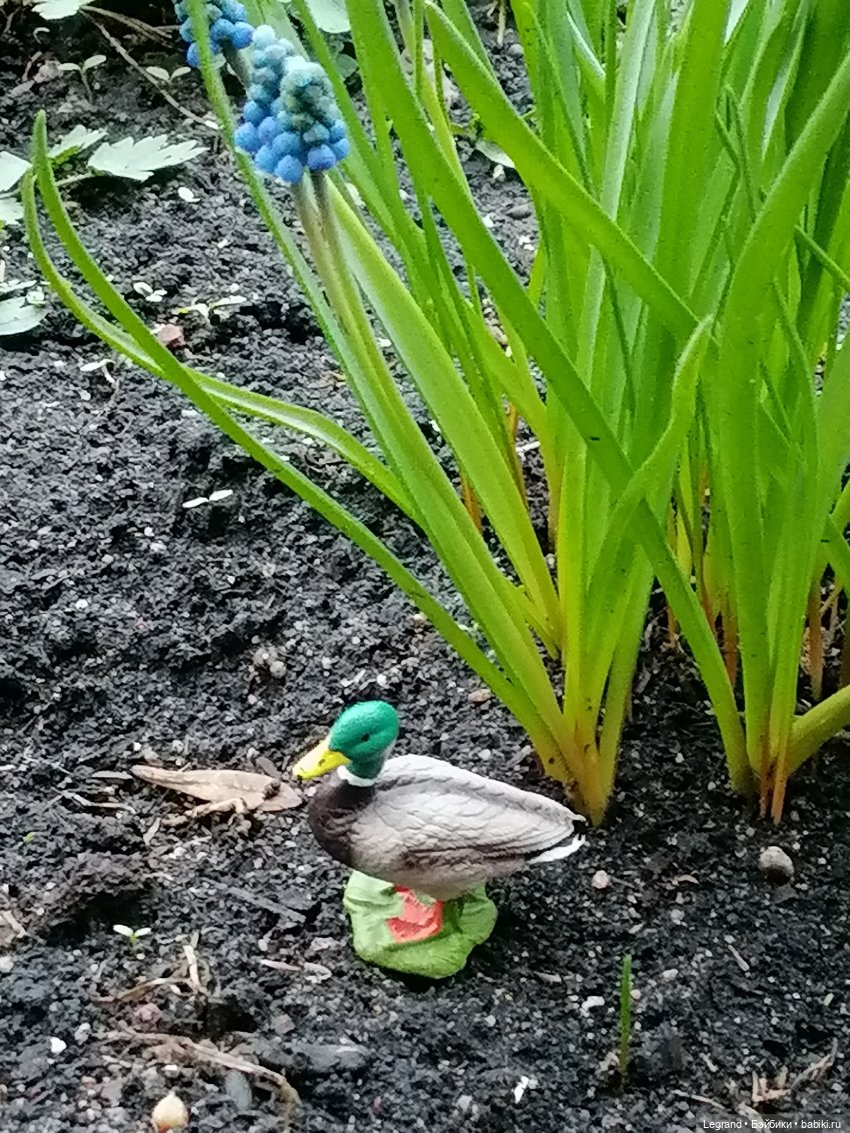 Первые весенние цветочки: Барин на прогулке