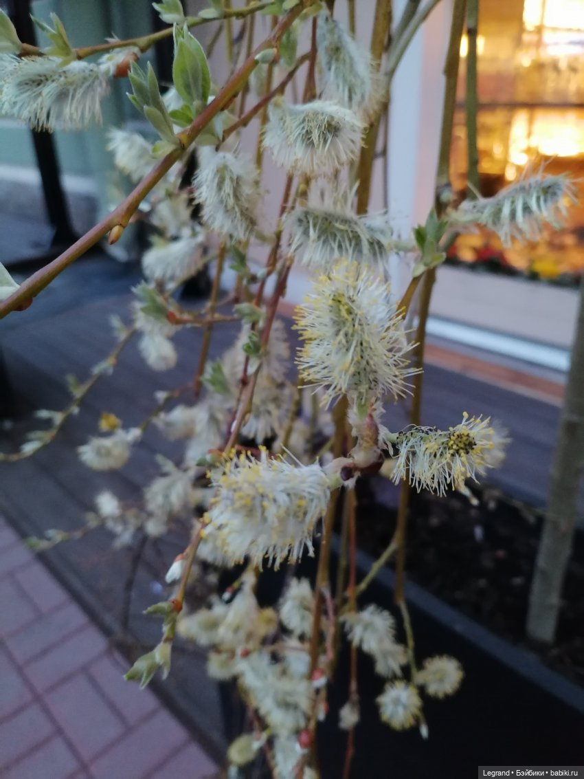 Первые весенние цветочки: Барин на прогулке