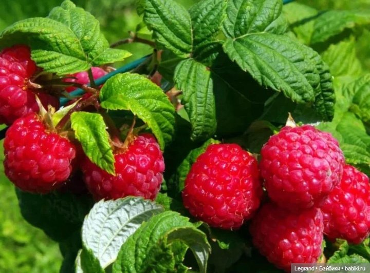 Мишель и клюква в сахарной пудре (фото 7)