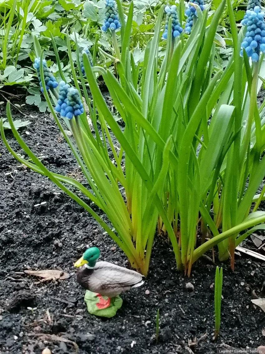 Первые весенние цветочки: Барин на прогулке