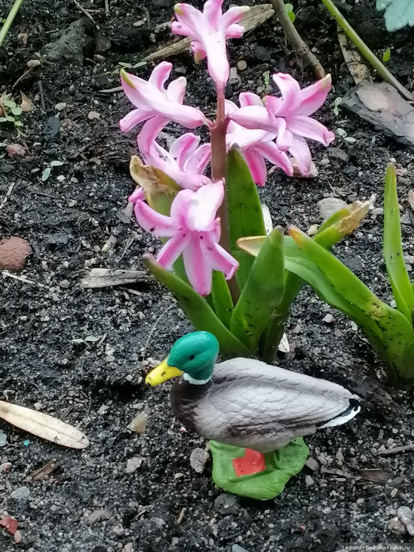 Первые весенние цветочки: Барин на прогулке