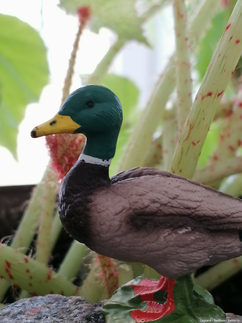 Лурения: Барин и черепашки в купальне