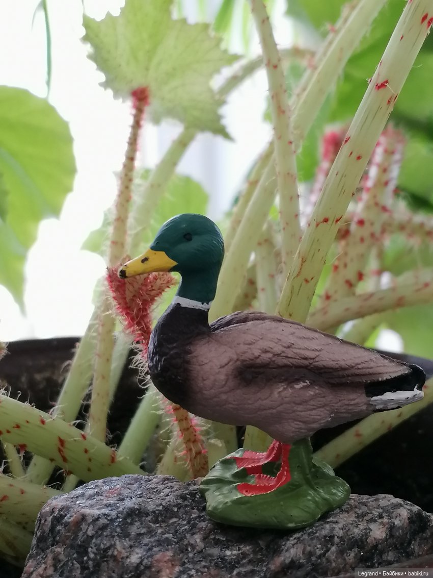 Лурения: Барин и черепашки в купальне