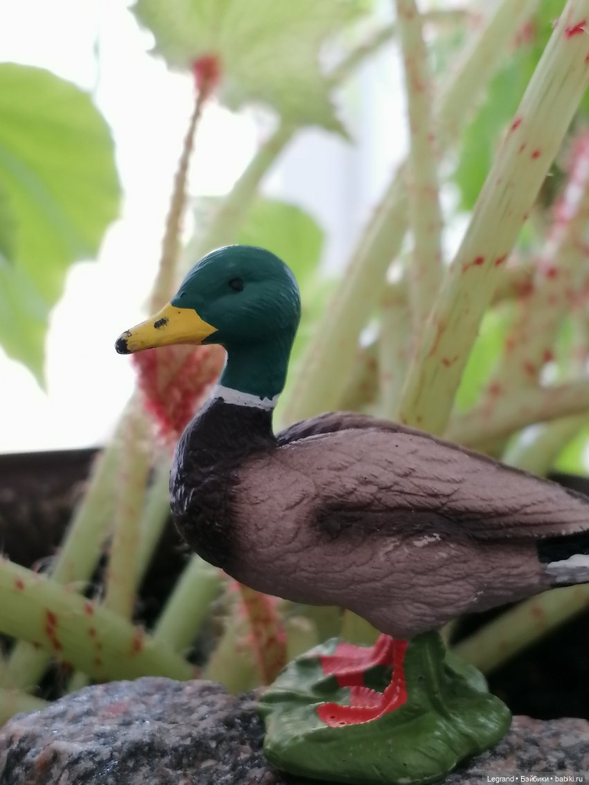 Лурения: Барин и черепашки в купальне