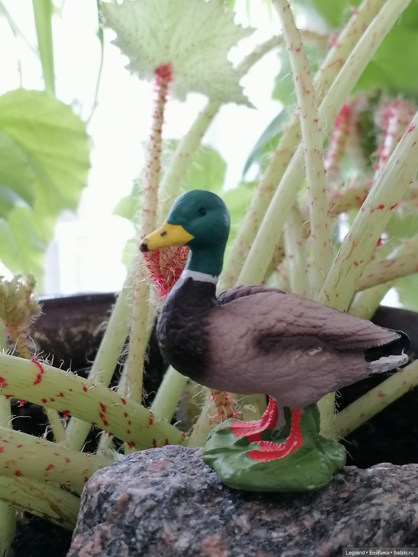 Лурения: Барин и черепашки в купальне