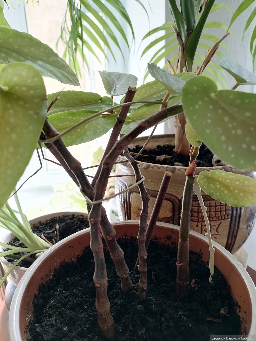 Лурения: Мишель в саду с коктейлем