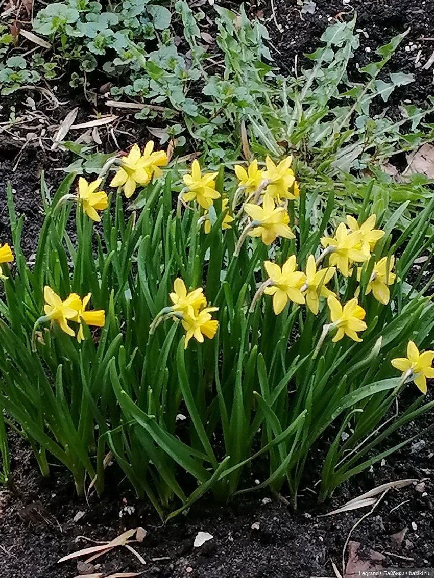 Лурения: новые собачки | Бэйбики Лурения: новые собачки — Интересные игрушки и фигурки (разное): редкие