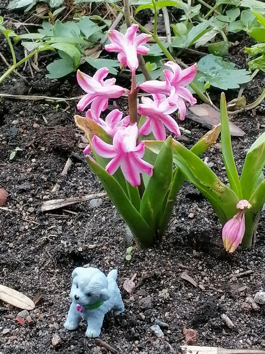 Лурения: новые собачки | Бэйбики Лурения: новые собачки — Интересные игрушки и фигурки (разное): редкие